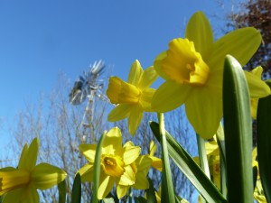 Daffodils in bloom at the Kijito